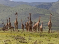 giraffer, serengeti, tanzania