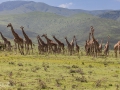 giraffer, serengeti, tanzania