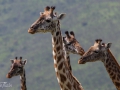 giraffer, serengeti, tanzania