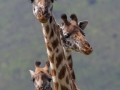 giraffer, serengeti, tanzania