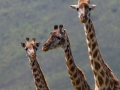 giraffer, serengeti, tanzania