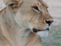 Lejon