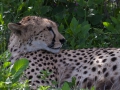 cheeta
