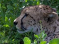 cheeta