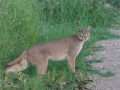 Afrikansk lokatt, caracol