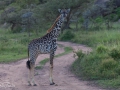 Giraffkalv