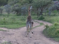 Giraffkalv