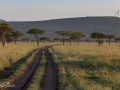 Serengeti