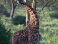 giraff