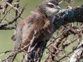 White-Browed Coucal