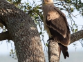 Stepp Eagle