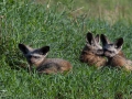 Öronhundvalpar