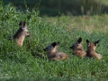 Öronhundvalpar