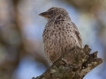 Bennett’s Woodpecker
