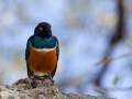 Superb Starling