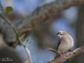 Speckle Fronted Weaver