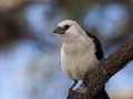 White-Headed Buffalo Weaver