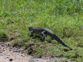 varan