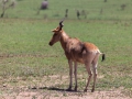 Antilop