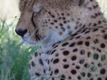 Cheeta