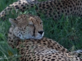 Cheeta