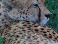 Cheeta