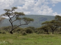 Serengeti, tanzania