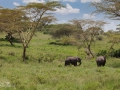 Serengeti, tanzania