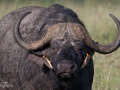 Vattenbuffel