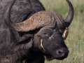 Vattenbuffel