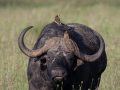 Vattenbuffel