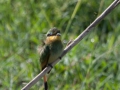 Biätare, Tanzania