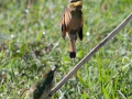 _Biätare, Tanzania