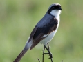 varfågel, tanzania
