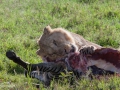 lejon Ngorongorokratern, tanzania
