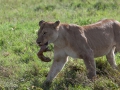lejon Ngorongorokratern, tanzania