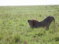 lejon Ngorongorokratern, tanzania