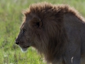 lejon Ngorongorokratern, tanzania