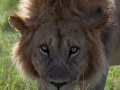 lejon Ngorongorokratern, tanzania