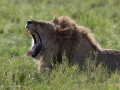 lejon Ngorongorokratern, tanzania
