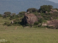 Serengeti