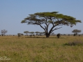 Serengeti