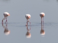Flamingos