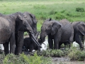 Elefanter, Tanzania