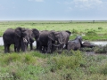 Elefanter, Tanzania