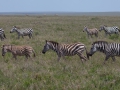 Migrationen Tanznia