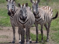 zebror Ngorongo Tanzania