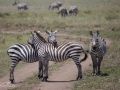 zebror Ngorongo Tanzania
