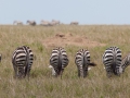 zebror Ngorongokratern Tanzania