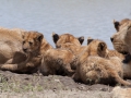 Lejon, Ngorongokratern Tanzania